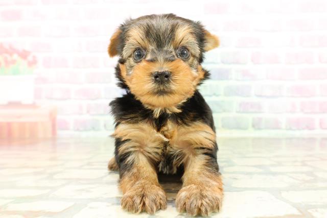 新潟県のヨークシャーテリア (Coo&RIKU新潟東店/2026年2月23日生まれ/男の子/スチールブルータン)の子犬