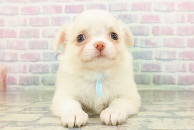 長野県のチワワ(ロング) (Coo&RIKU綿半庄内店/2026年2月19日生まれ/男の子/クリームホワイト)の子犬