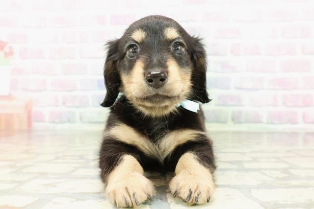 山形県のミニチュアダックスフンド(ロング) (Coo&RIKU山形店/2026年2月20日生まれ/男の子/ブラックタン)の子犬の1枚目の画像