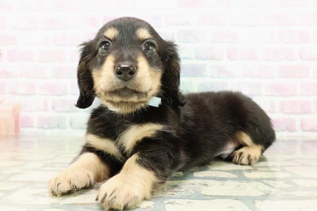 山形県のミニチュアダックスフンド(ロング) (Coo&RIKU山形店/2026年2月20日生まれ/男の子/ブラックタン)の子犬の2枚目の画像