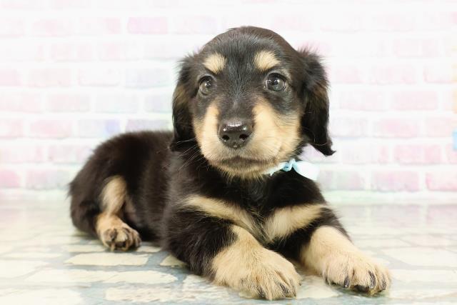 山形県のミニチュアダックスフンド(ロング) (Coo&RIKU山形店/2026年2月20日生まれ/男の子/ブラックタン)の子犬の3枚目の画像