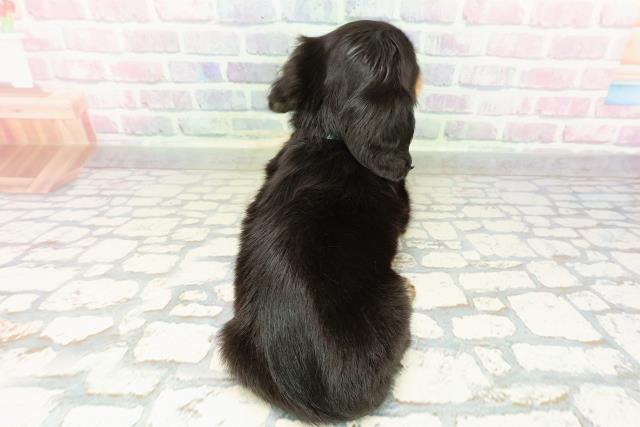 山形県のミニチュアダックスフンド(ロング) (Coo&RIKU山形店/2026年2月20日生まれ/男の子/ブラックタン)の子犬の4枚目の画像