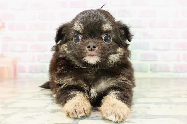 群馬県のチワワ(ロング) (Coo&RIKU前橋店/2026年2月21日生まれ/女の子/ブラックタン)の子犬の1枚目の画像