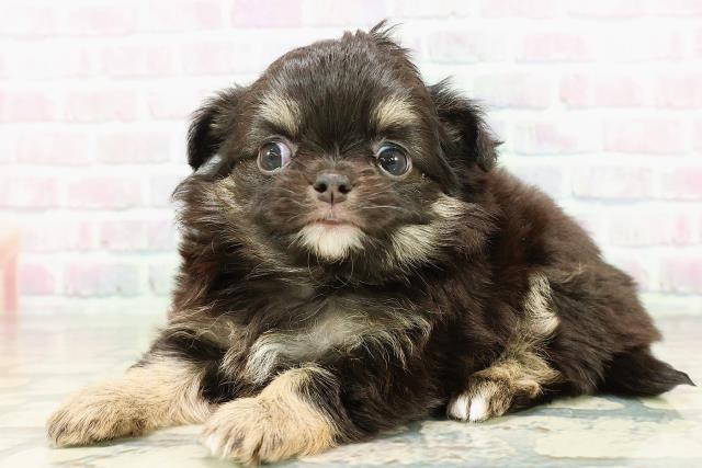 群馬県のチワワ(ロング) (Coo&RIKU前橋店/2026年2月21日生まれ/女の子/ブラックタン)の子犬の2枚目の画像