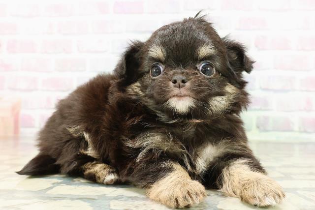 群馬県のチワワ(ロング) (Coo&RIKU前橋店/2026年2月21日生まれ/女の子/ブラックタン)の子犬の3枚目の画像