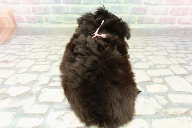 群馬県のチワワ(ロング) (Coo&RIKU前橋店/2026年2月21日生まれ/女の子/ブラックタン)の子犬の4枚目の画像