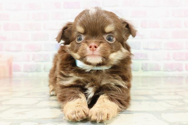 埼玉県のチワワ(ロング) (Coo&RIKU川口戸塚店/2026年2月21日生まれ/男の子/チョコレートタンホワイト)の子犬の1枚目の画像