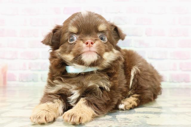 埼玉県のチワワ(ロング) (Coo&RIKU川口戸塚店/2026年2月21日生まれ/男の子/チョコレートタンホワイト)の子犬の2枚目の画像