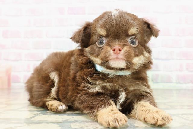 埼玉県のチワワ(ロング) (Coo&RIKU川口戸塚店/2026年2月21日生まれ/男の子/チョコレートタンホワイト)の子犬の3枚目の画像