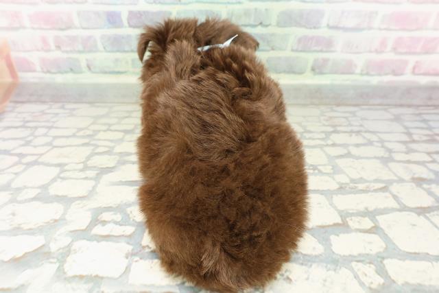 埼玉県のチワワ(ロング) (Coo&RIKU川口戸塚店/2026年2月21日生まれ/男の子/チョコレートタンホワイト)の子犬の4枚目の画像