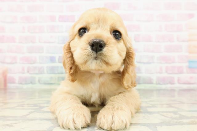 石川県のアメリカンコッカースパニエル (Coo&RIKUイオン野々市南店/2026年2月23日生まれ/女の子/バフ)の子犬の1枚目の画像