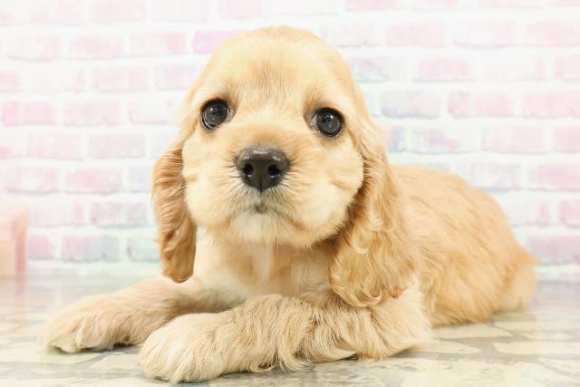 石川県のアメリカンコッカースパニエル (Coo&RIKUイオン野々市南店/2026年2月23日生まれ/女の子/バフ)の子犬の2枚目の画像