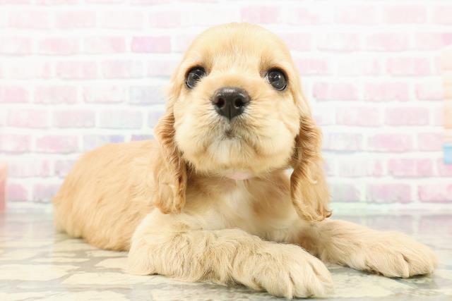 石川県のアメリカンコッカースパニエル (Coo&RIKUイオン野々市南店/2026年2月23日生まれ/女の子/バフ)の子犬の3枚目の画像