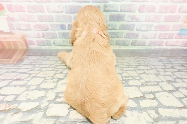 石川県のアメリカンコッカースパニエル (Coo&RIKUイオン野々市南店/2026年2月23日生まれ/女の子/バフ)の子犬の4枚目の画像