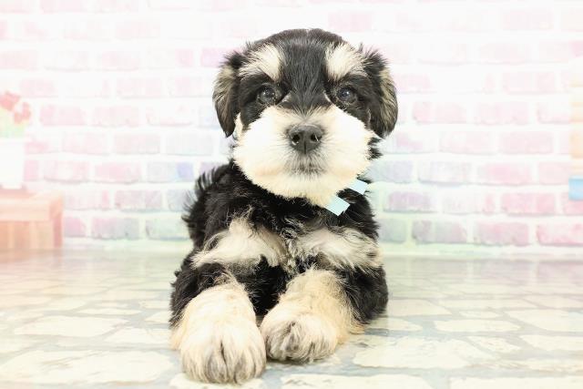 ミニチュア・シュナウザー