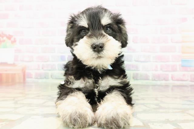 ミニチュア・シュナウザー