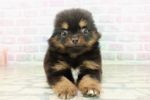 埼玉県のポメチワ/チワポメ/ポメチー(ポメラニアン×チワワ) (Coo&RIKU草加バイパス店/2026年2月24日生まれ/男の子/ブラックタン)の子犬の1枚目の画像