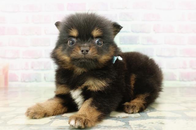 埼玉県のポメチワ/チワポメ/ポメチー(ポメラニアン×チワワ) (Coo&RIKU草加バイパス店/2026年2月24日生まれ/男の子/ブラックタン)の子犬の2枚目の画像