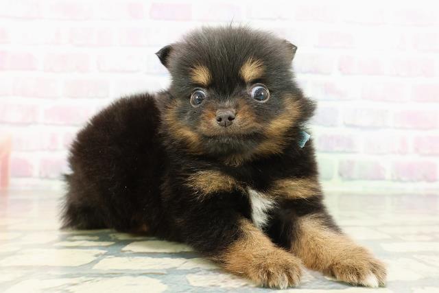 埼玉県のポメチワ/チワポメ/ポメチー(ポメラニアン×チワワ) (Coo&RIKU草加バイパス店/2026年2月24日生まれ/男の子/ブラックタン)の子犬の3枚目の画像