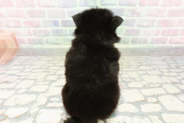 埼玉県のポメチワ/チワポメ/ポメチー(ポメラニアン×チワワ) (Coo&RIKU草加バイパス店/2026年2月24日生まれ/男の子/ブラックタン)の子犬の4枚目の画像