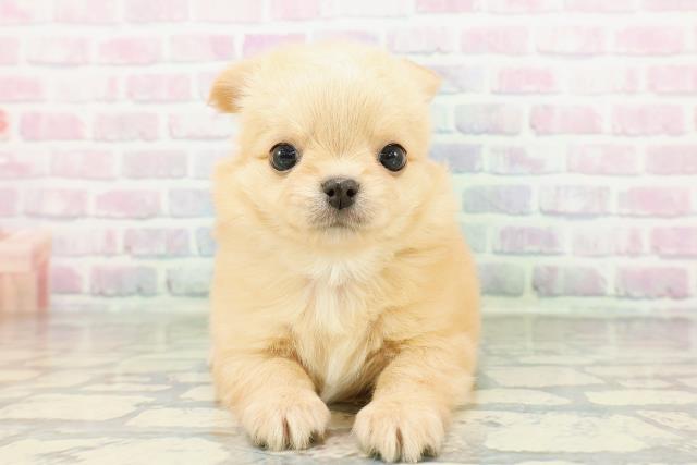 富山県のチワワ(ロング) (Coo&RIKU富山店/2026年2月17日生まれ/男の子/クリーム)の子犬