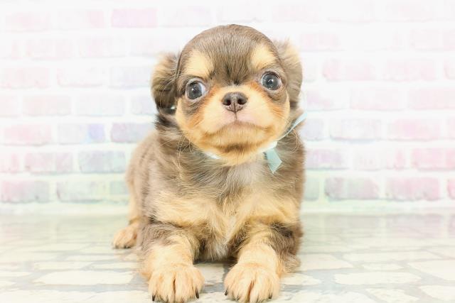 埼玉県のチワワ(ロング) (Coo&RIKU草加バイパス店/2026年2月24日生まれ/男の子/ブルーマールタンホワイト)の子犬の1枚目の画像