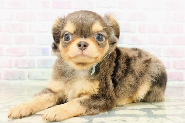 埼玉県のチワワ(ロング) (Coo&RIKU草加バイパス店/2026年2月24日生まれ/男の子/ブルーマールタンホワイト)の子犬の2枚目の画像