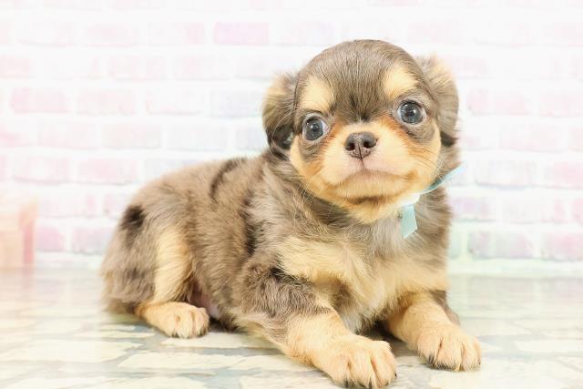 埼玉県のチワワ(ロング) (Coo&RIKU草加バイパス店/2026年2月24日生まれ/男の子/ブルーマールタンホワイト)の子犬の3枚目の画像