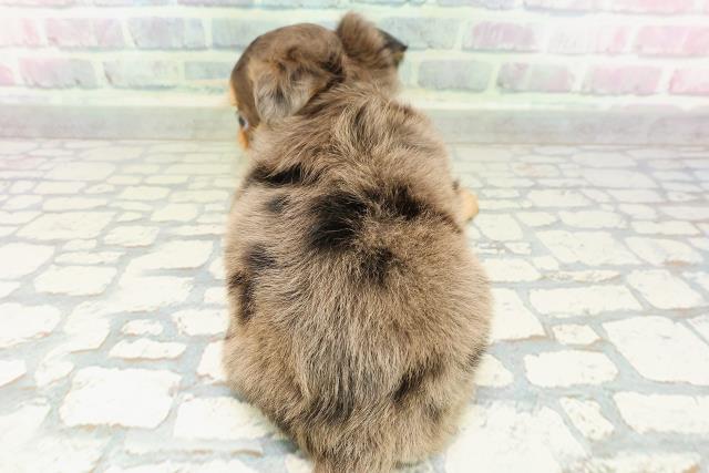 埼玉県のチワワ(ロング) (Coo&RIKU草加バイパス店/2026年2月24日生まれ/男の子/ブルーマールタンホワイト)の子犬の4枚目の画像