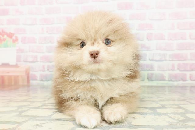 石川県のポメラニアン (Coo&RIKUイオン野々市南店/2026年2月14日生まれ/男の子/チョコレートマール)の子犬