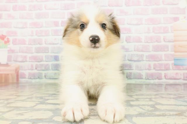 東京都のハーフ犬・ミックス犬 (Coo&RIKU吉祥寺店/2026年2月22日生まれ/男の子/ブルーマールタンホワイト)の子犬の1枚目の画像