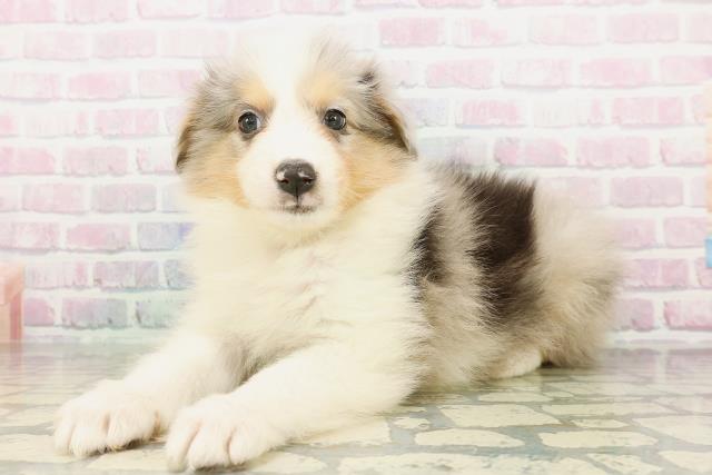 東京都のハーフ犬・ミックス犬 (Coo&RIKU吉祥寺店/2026年2月22日生まれ/男の子/ブルーマールタンホワイト)の子犬の2枚目の画像