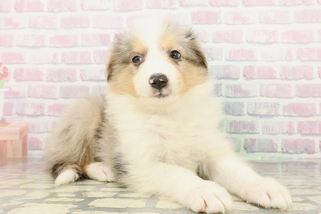 東京都のハーフ犬・ミックス犬 (Coo&RIKU吉祥寺店/2026年2月22日生まれ/男の子/ブルーマールタンホワイト)の子犬の3枚目の画像