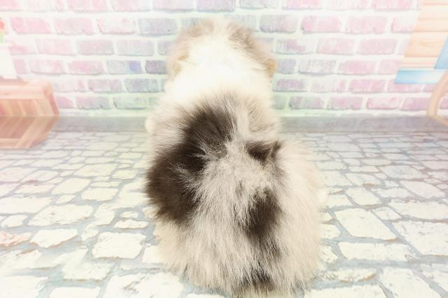 東京都のハーフ犬・ミックス犬 (Coo&RIKU吉祥寺店/2026年2月22日生まれ/男の子/ブルーマールタンホワイト)の子犬の4枚目の画像