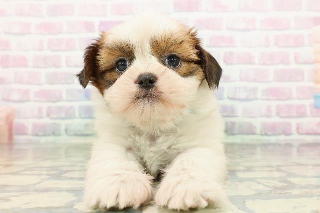 北海道のシーズー (Coo&RIKU函館店/2026年2月22日生まれ/男の子/ブラウンホワイト)の子犬