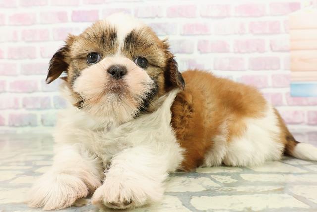 群馬県のシーズー (Coo&RIKU伊勢崎店/2026年2月22日生まれ/男の子/ブラウンホワイト)の子犬の2枚目の画像