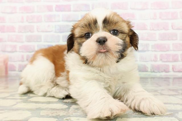 群馬県のシーズー (Coo&RIKU伊勢崎店/2026年2月22日生まれ/男の子/ブラウンホワイト)の子犬の3枚目の画像