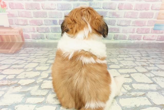 群馬県のシーズー (Coo&RIKU伊勢崎店/2026年2月22日生まれ/男の子/ブラウンホワイト)の子犬の4枚目の画像