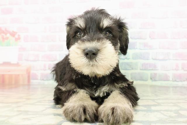 長野県のミニチュアシュナウザー (Coo&RIKU松本店/2026年2月23日生まれ/男の子/ブラックシルバー)の子犬