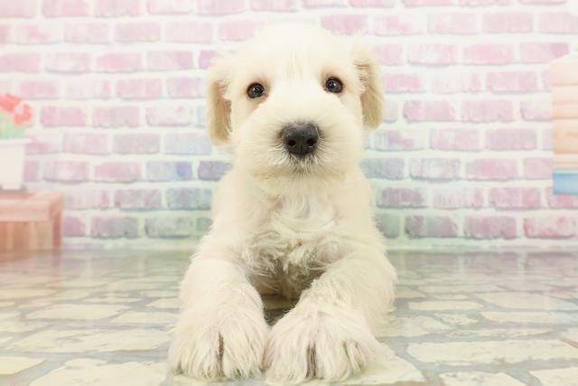 ミニチュア・シュナウザー