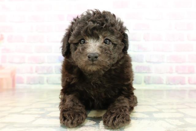 東京都のトイプードル(トイ) (Coo&RIKU新宿三丁目店/2026年2月17日生まれ/女の子/シルバー)の子犬の1枚目の画像