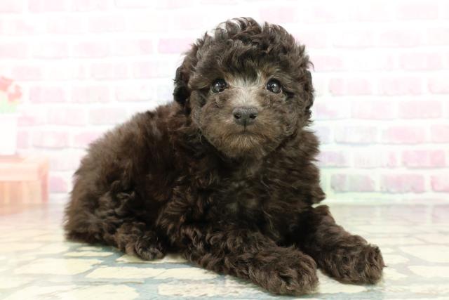 東京都のトイプードル(トイ) (Coo&RIKU新宿三丁目店/2026年2月17日生まれ/女の子/シルバー)の子犬の3枚目の画像