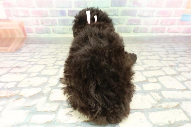 東京都のトイプードル(トイ) (Coo&RIKU新宿三丁目店/2026年2月17日生まれ/女の子/シルバー)の子犬の4枚目の画像