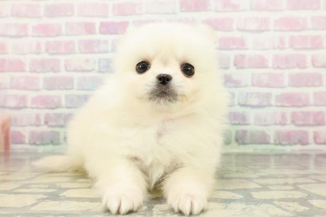 長野県のペキポメ/ポメペキ(ペキニーズ×ポメラニアン) (Coo&RIKU松本店/2026年2月21日生まれ/女の子/ホワイト)の子犬