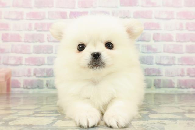 長野県のペキポメ/ポメペキ(ペキニーズ×ポメラニアン) (Coo&RIKU綿半中野店/2026年2月21日生まれ/女の子/ホワイト)の子犬