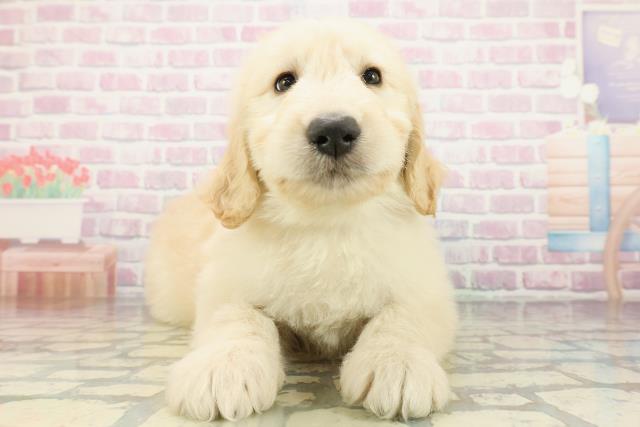 山梨県のゴールデンドゥードゥル(ゴールデン×プードル) (Coo&RIKU甲府昭和通り店/2026年2月24日生まれ/女の子/ゴールド)の子犬