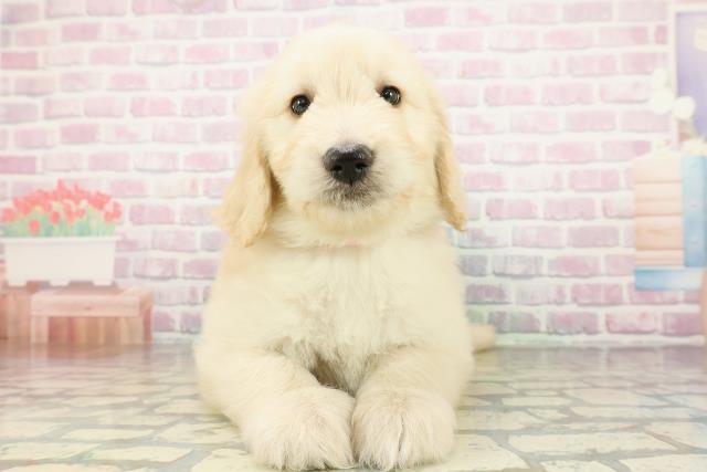 新潟県のゴールデンドゥードゥル(ゴールデン×プードル) (Coo&RIKU新潟西店/2026年2月24日生まれ/女の子/ゴールド)の子犬