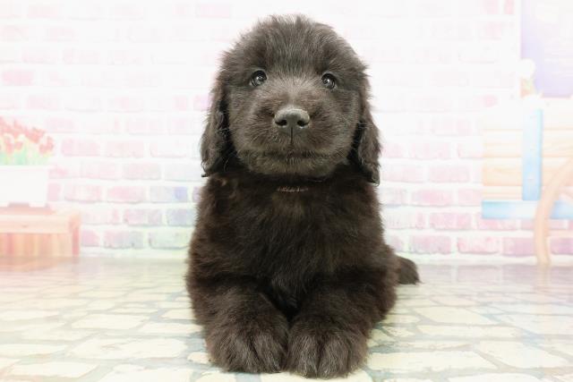 埼玉県のゴールデンドゥードゥル(ゴールデン×プードル) (Coo&RIKU川口戸塚店/2026年2月24日生まれ/女の子/シルバー)の子犬の1枚目の画像