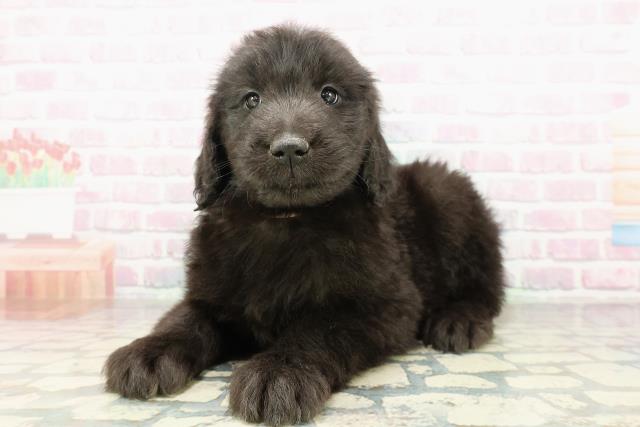 埼玉県のゴールデンドゥードゥル(ゴールデン×プードル) (Coo&RIKU川口戸塚店/2026年2月24日生まれ/女の子/シルバー)の子犬の2枚目の画像