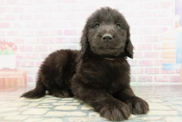 埼玉県のゴールデンドゥードゥル(ゴールデン×プードル) (Coo&RIKU川口戸塚店/2026年2月24日生まれ/女の子/シルバー)の子犬の3枚目の画像